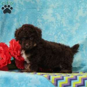 Squirrel, Toy Poodle Puppy